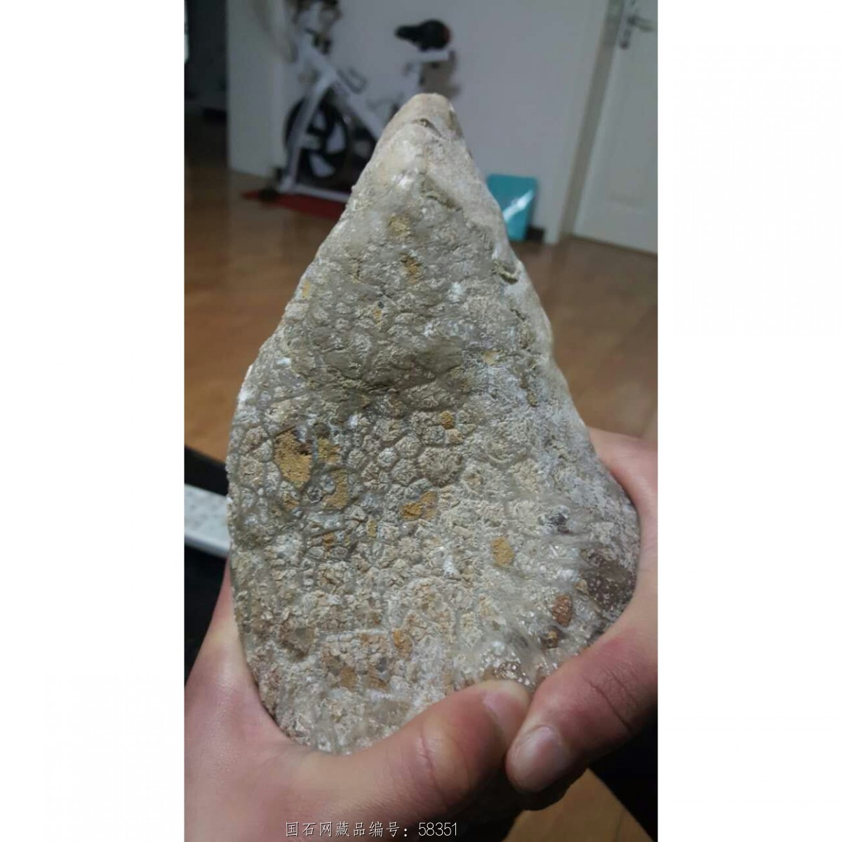 藏品名称:美丽的犀牛角原石(产地放漏) 石种:古生物化石 产地: 大小