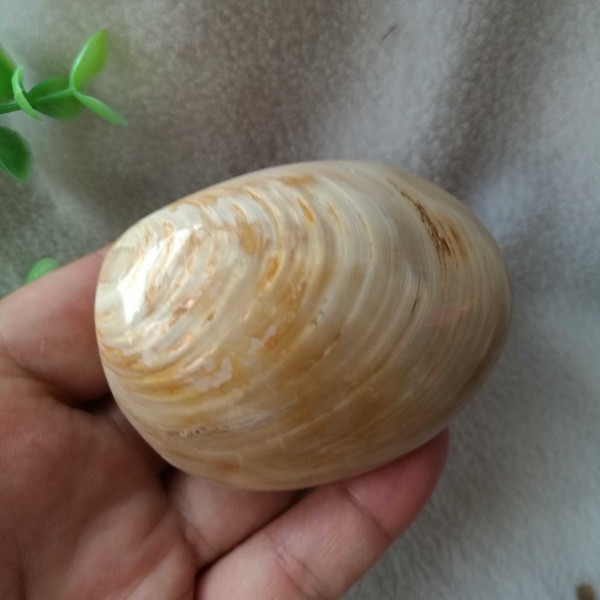 马岛河蚌化石