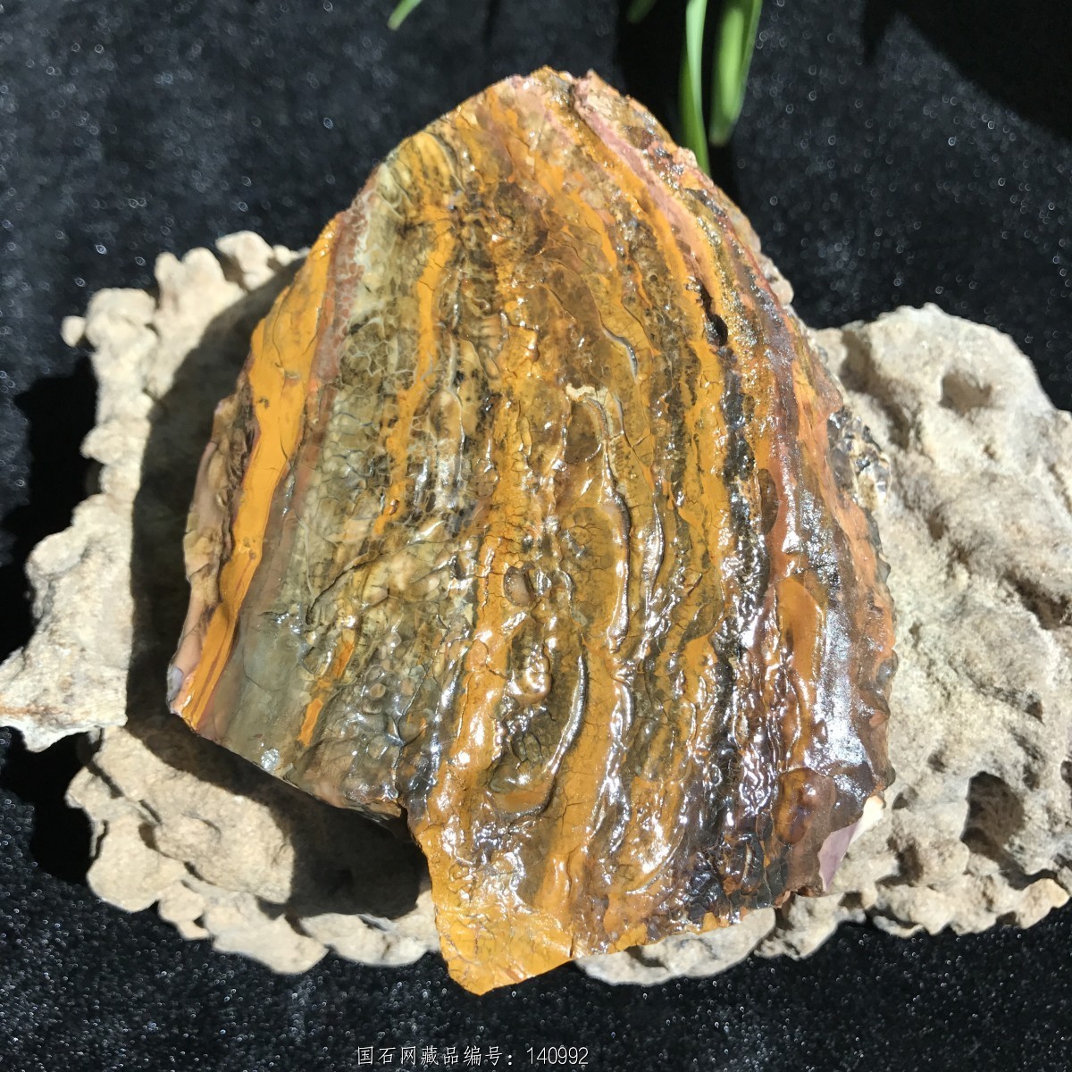 阿拉善早期地表玉化套色马牙原石精品