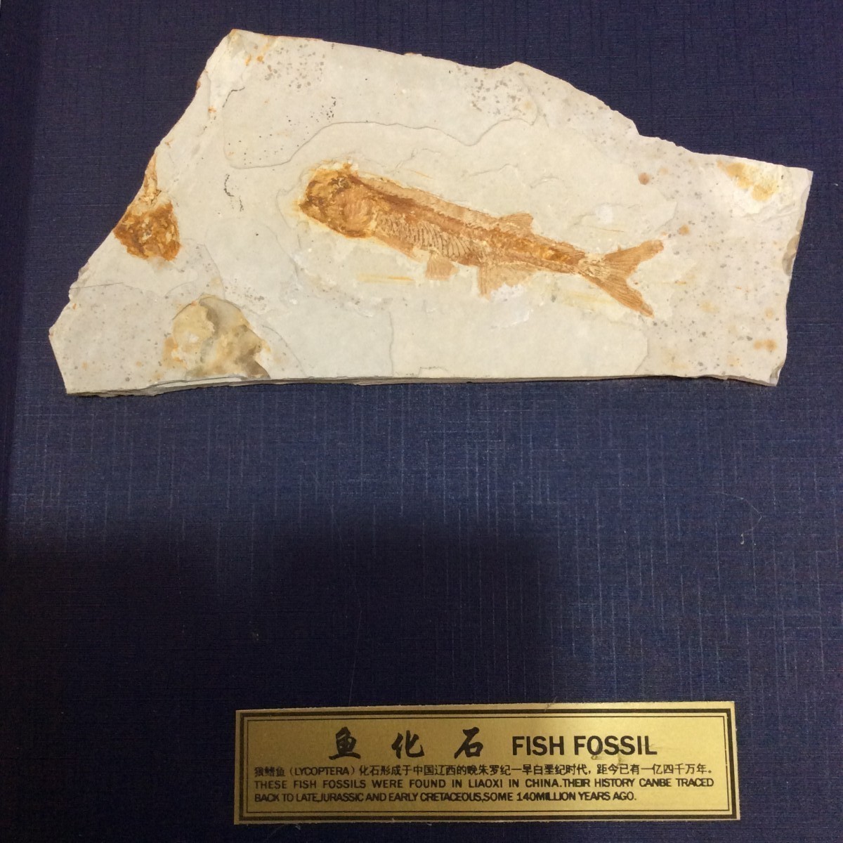 鱼化石的形成,鱼化石,鱼化石图片_大山谷图库