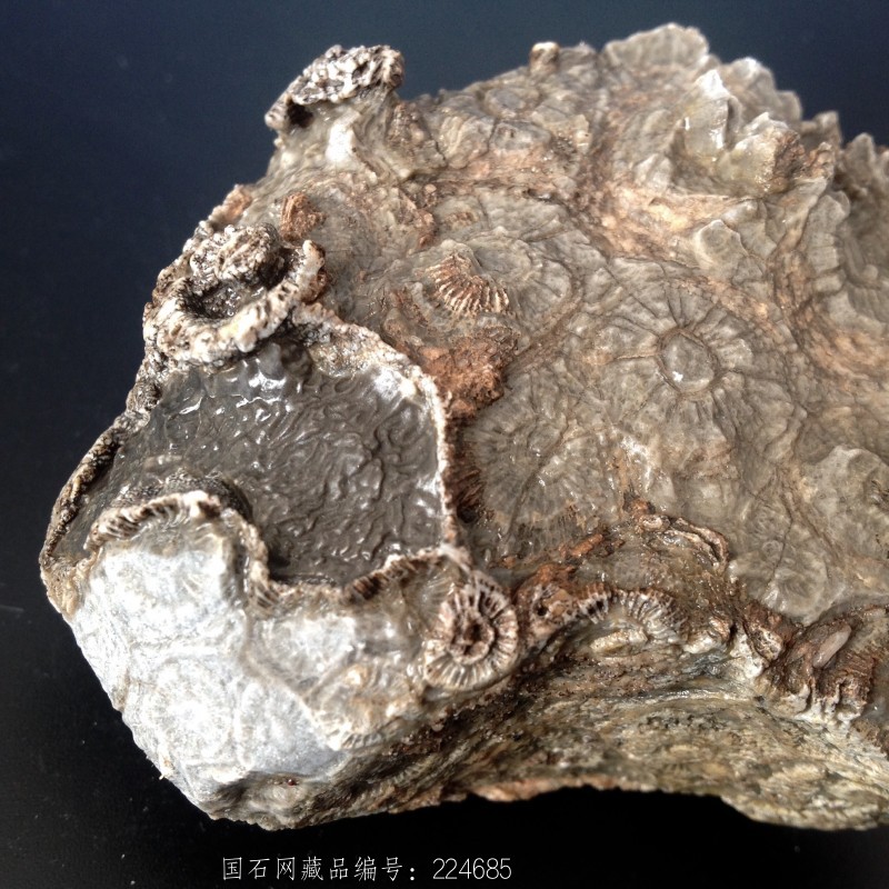 珊瑚虫化石 - 石馆 - 国石网