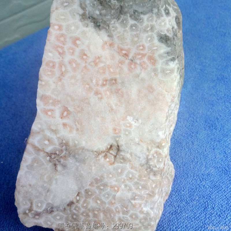 石馆 葛玉轩原石  珊瑚化石  this is a modal window.