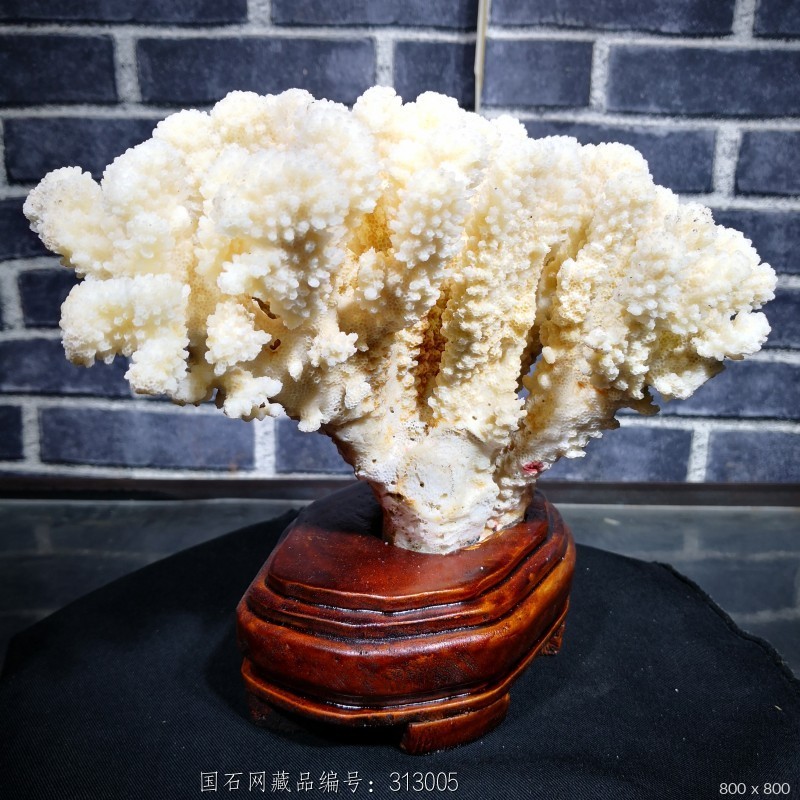 白珊瑚配送底座 - 石馆 - 国石网