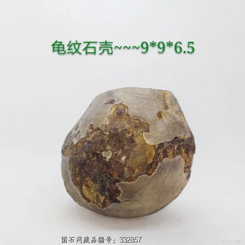 龟纹石壳