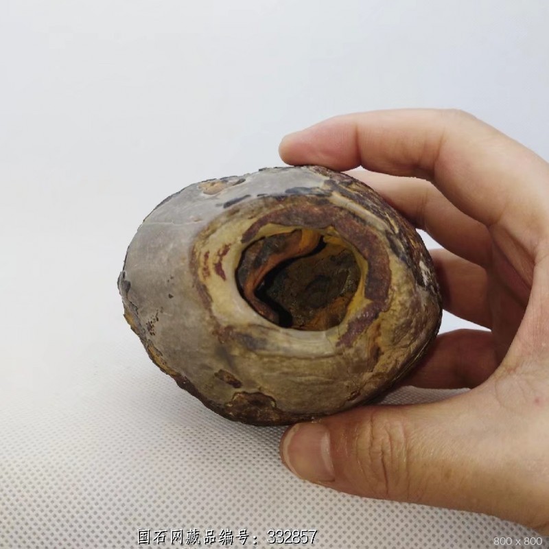 龟纹石壳