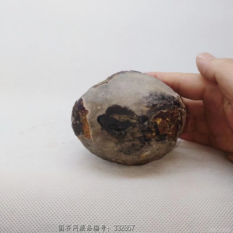 龟纹石壳