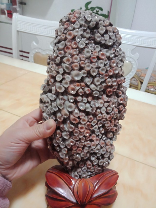 管状珊瑚福捂捂石