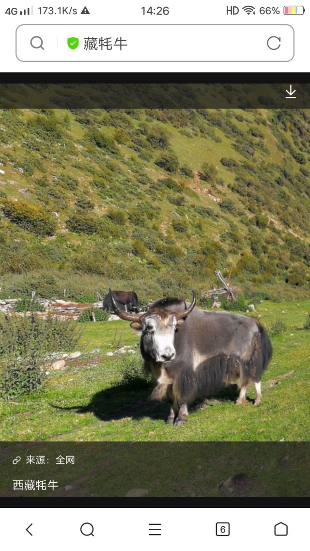 《西藏蚝牛》