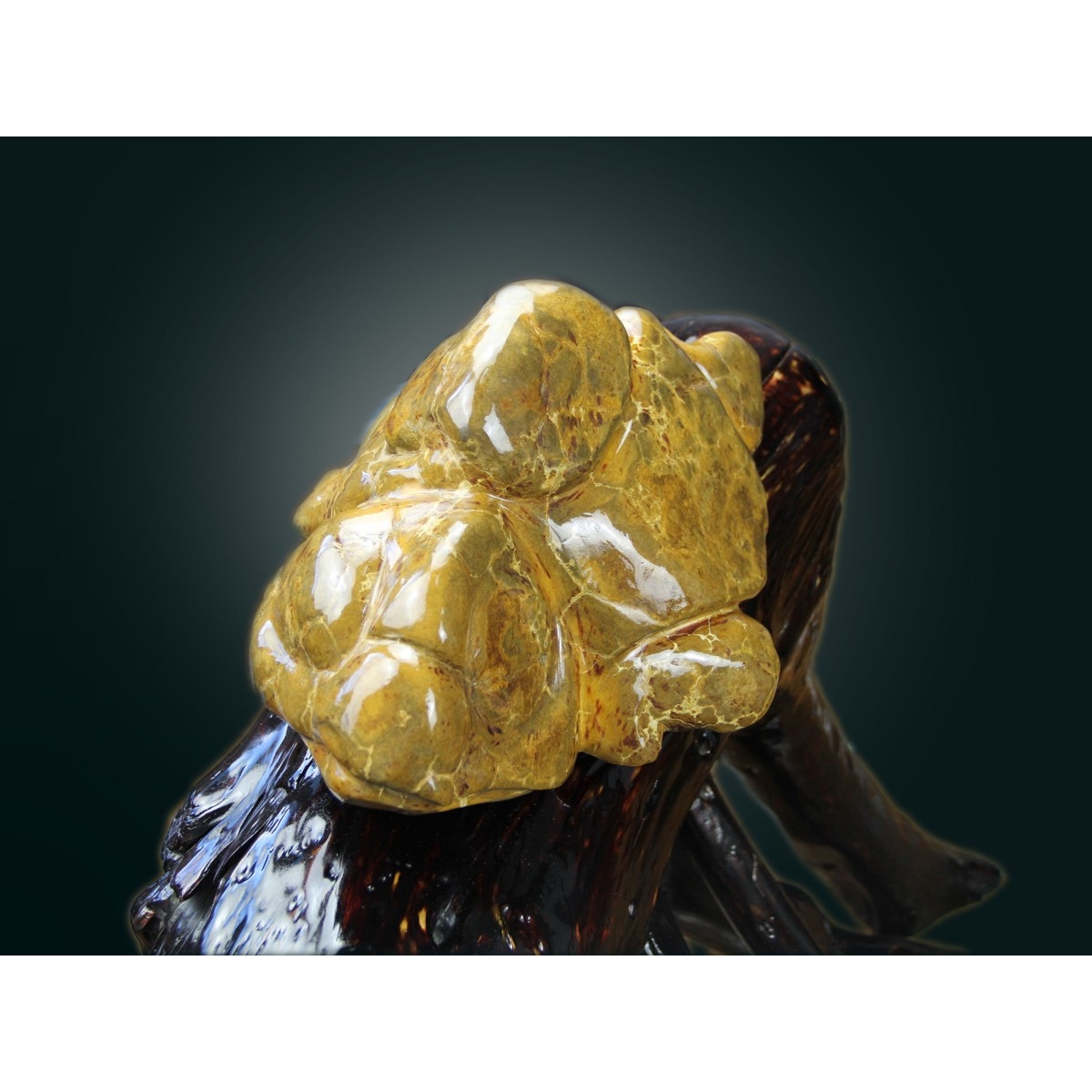 论坛 赏石茶馆 【藏瓷】藏瓷奇石——金钱龟