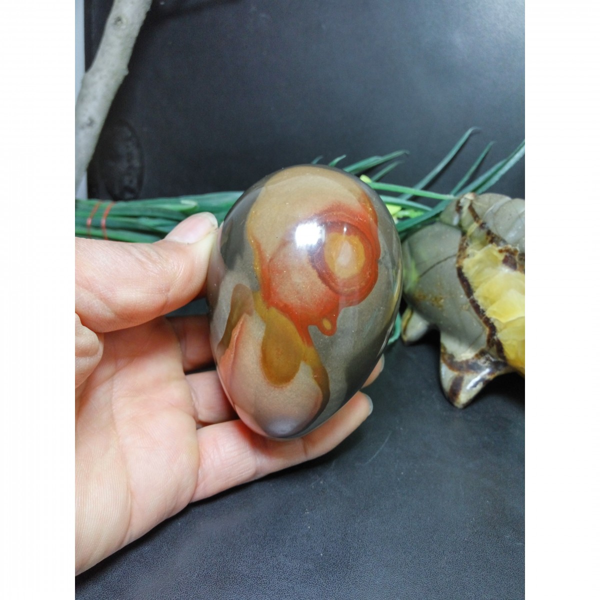 天然海洋石蛋孕育小海鸟新生命