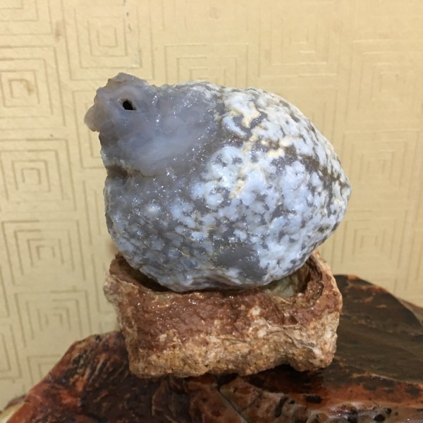 小鸡出壳(老百姓的)