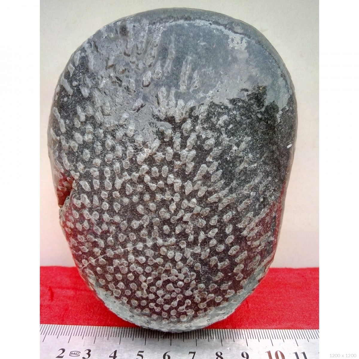 一千万的珊瑚虫化石图片