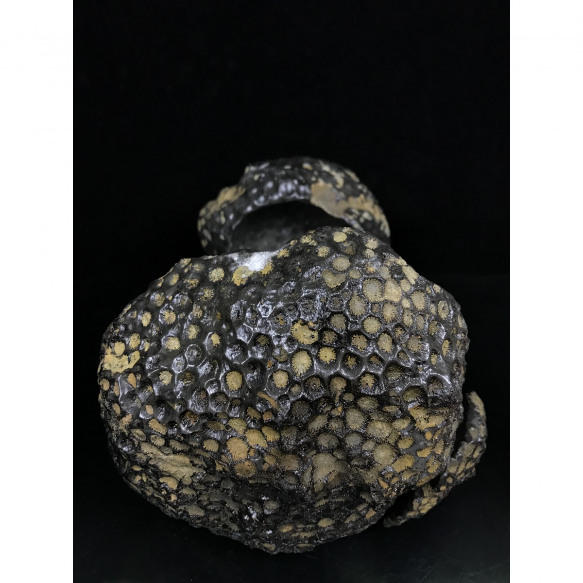 最贵黑珊瑚玉化石图片图片