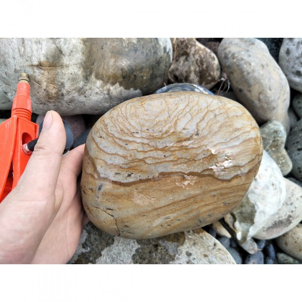 长江炭化石放漏