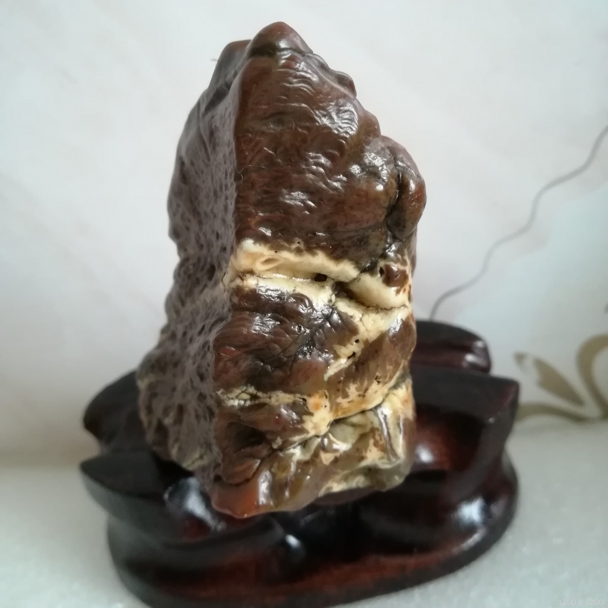 肉质虎皮纹戈壁石(双十一特价)