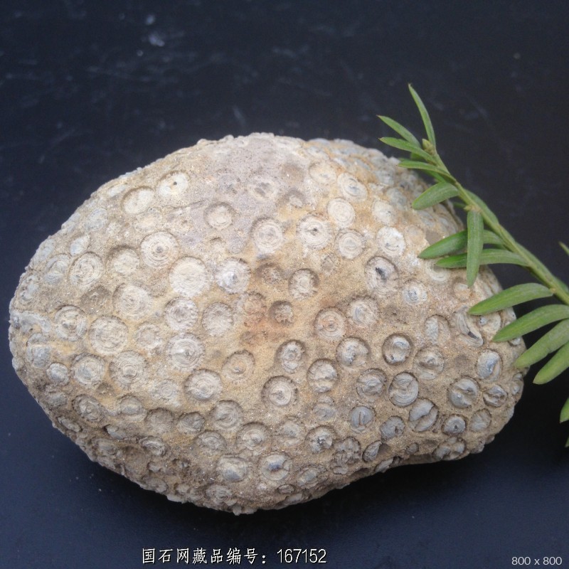 藻类化石a2 - 石馆 - 国石网