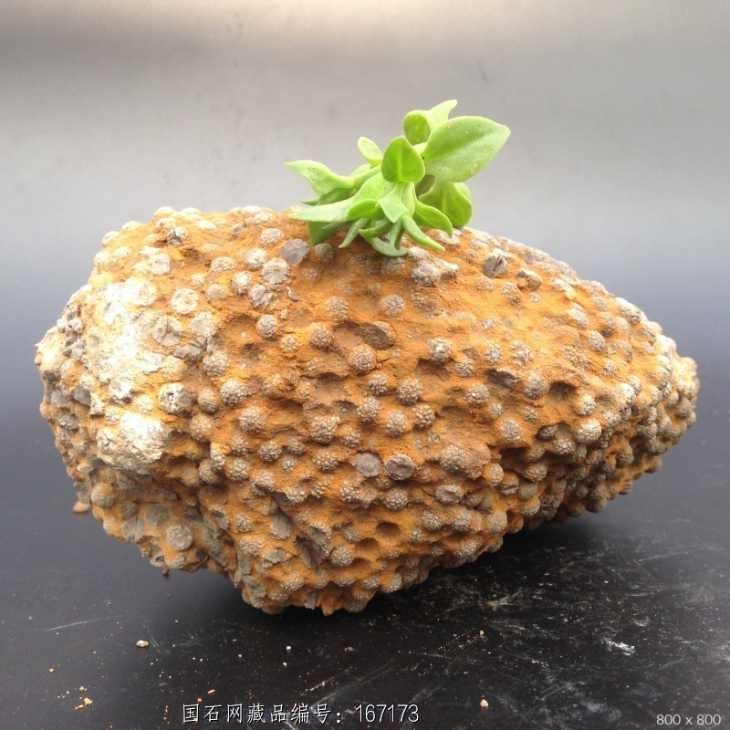 藏品名称:藻类化石a10(精选) 石种:太行石古生物化石 产地: 大小:19,8