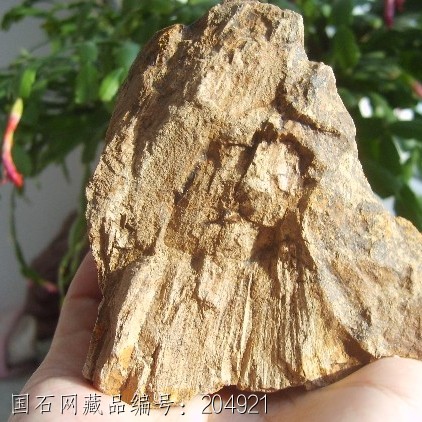 703克山形硅化木摆件