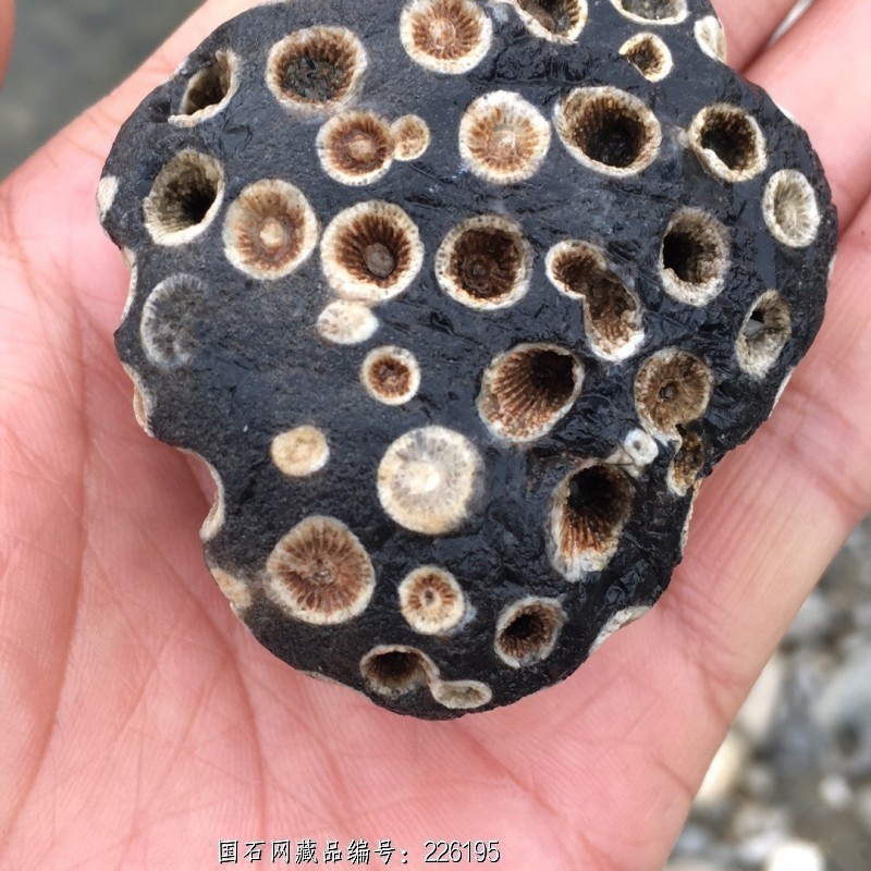 独一无二罕见的远古黑珊瑚虫化石