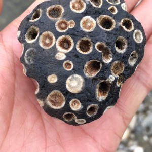 独一无二罕见的远古黑珊瑚虫化石