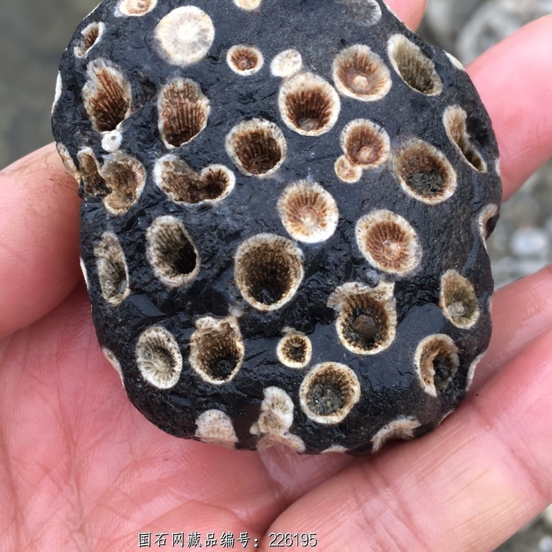 最贵黑珊瑚玉化石图片图片