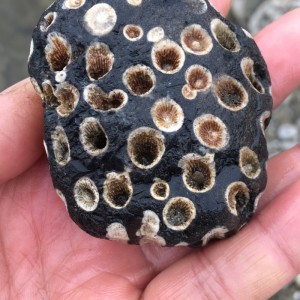 黑珊瑚化石图片