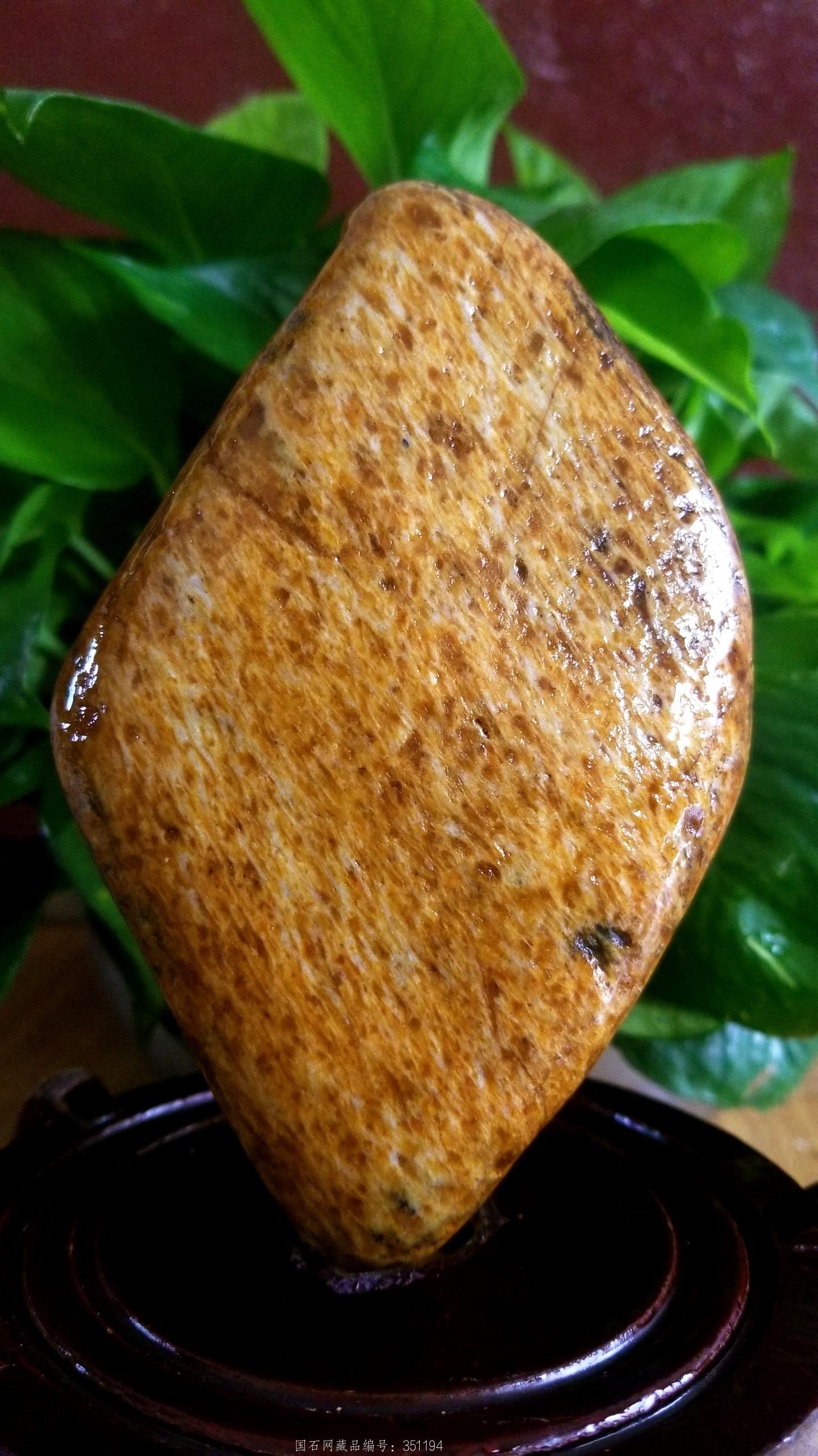 亿万年形成的骨化石