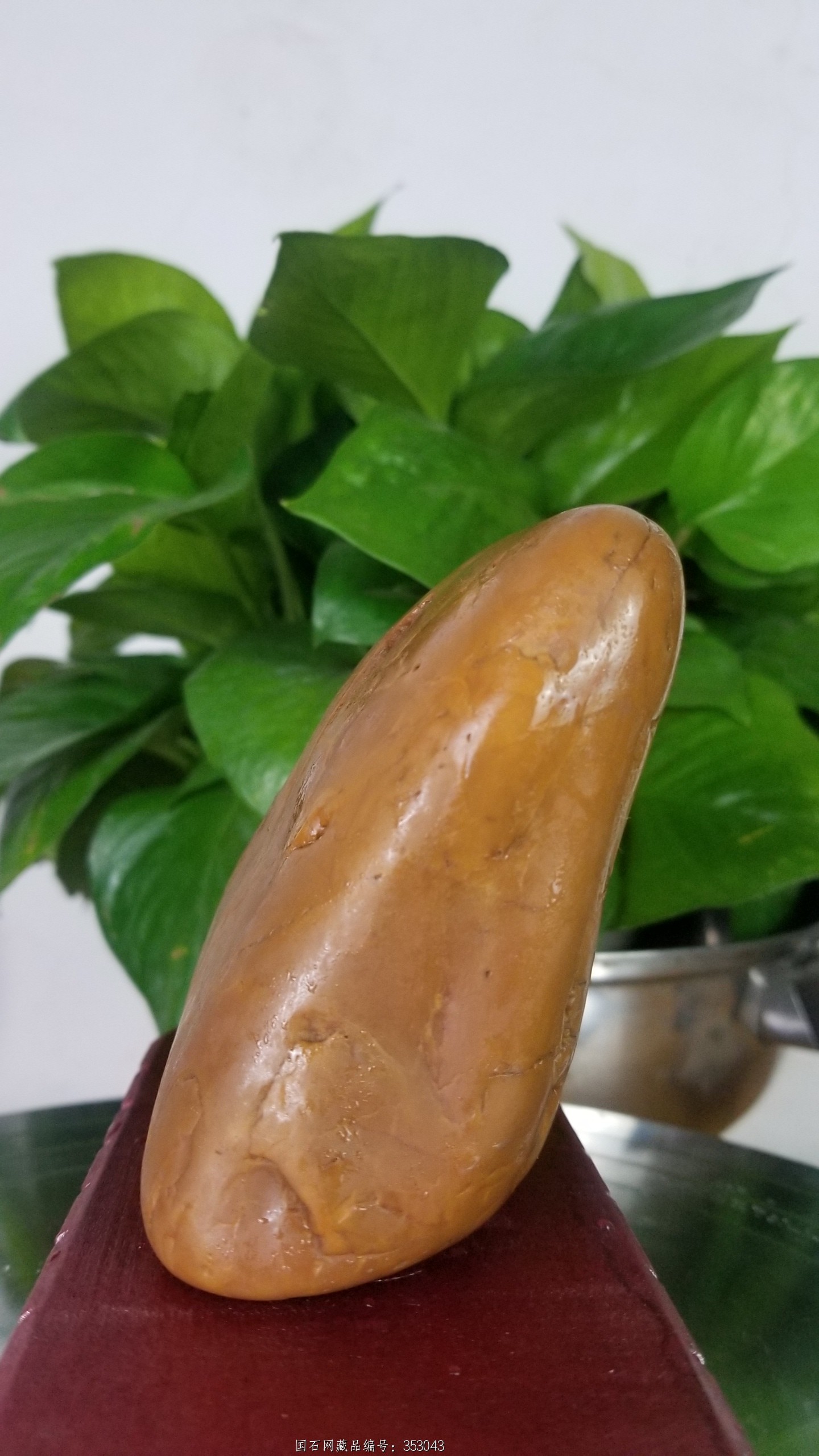 原皮《红冻》黄蜡石